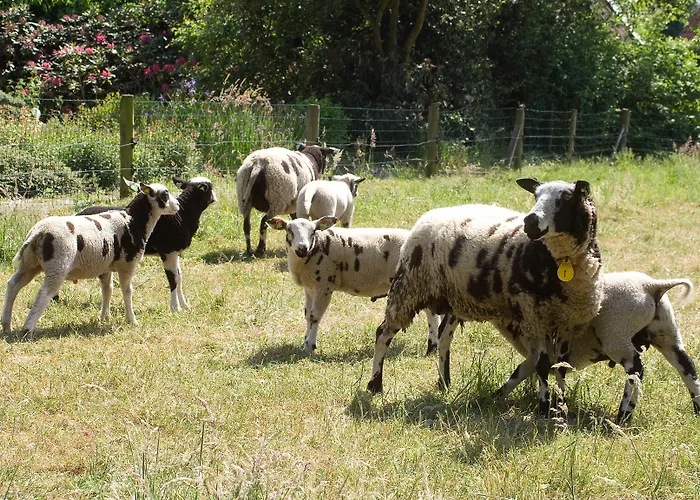 לינה וארוחת בוקר Erve Fakkert